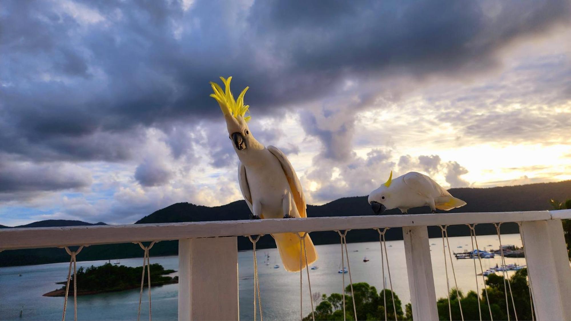 The Haven View - Airlie Beach Exterior foto